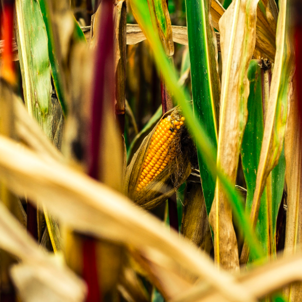 Corn_Maiz_Farm_Vegetable