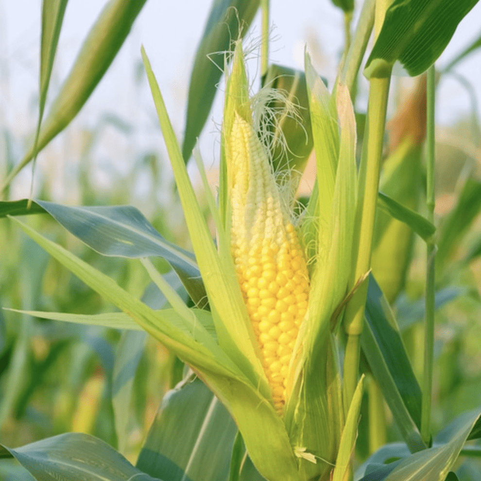 Corn_Yellow_Cob.png