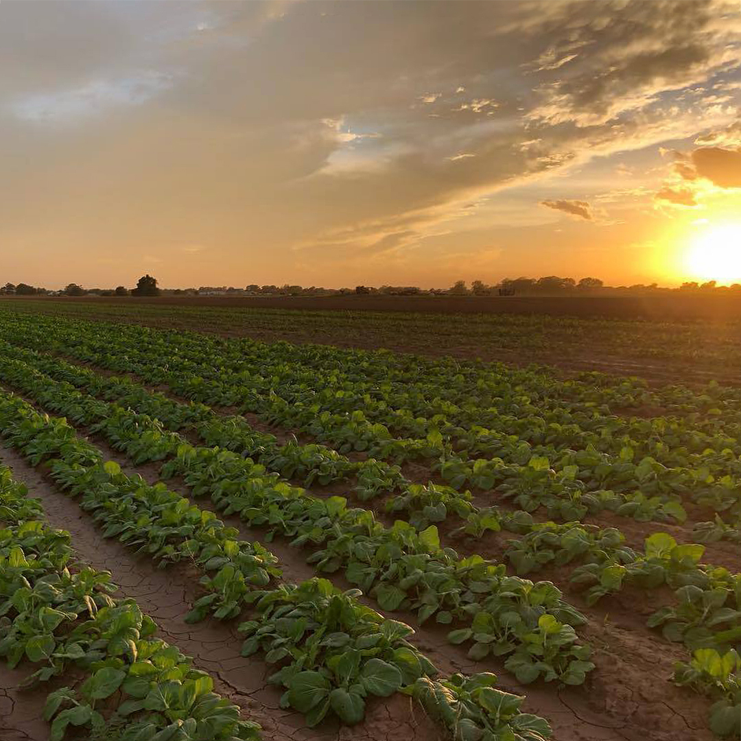 Farm_Gundermann_Acres.jpg