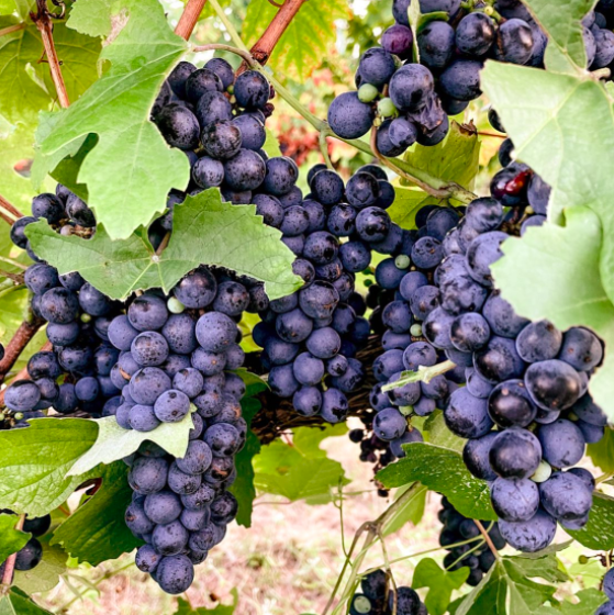Grapes_on_a_vine