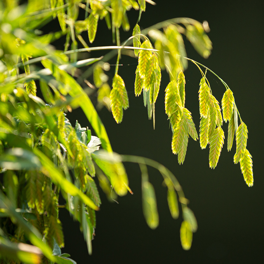 Green_Plants_Earth_Day.jpg