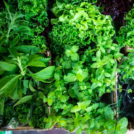 30th Annual Herb Market at Pearl Feat. Fresh Salads