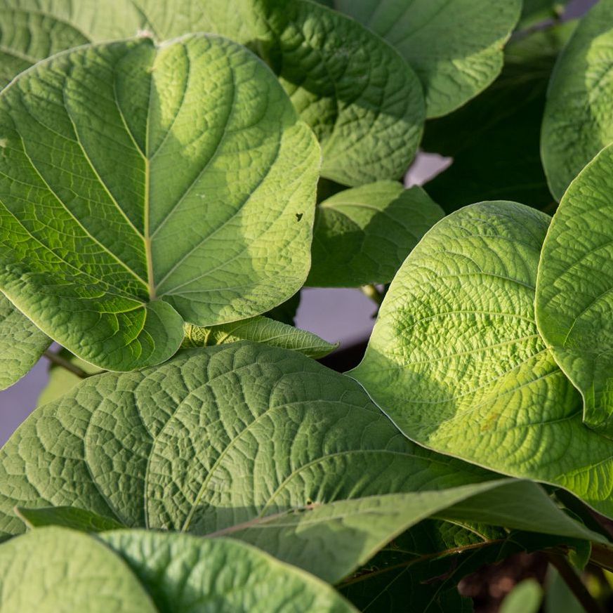 Hoja_Santa_Leaf_Leaves