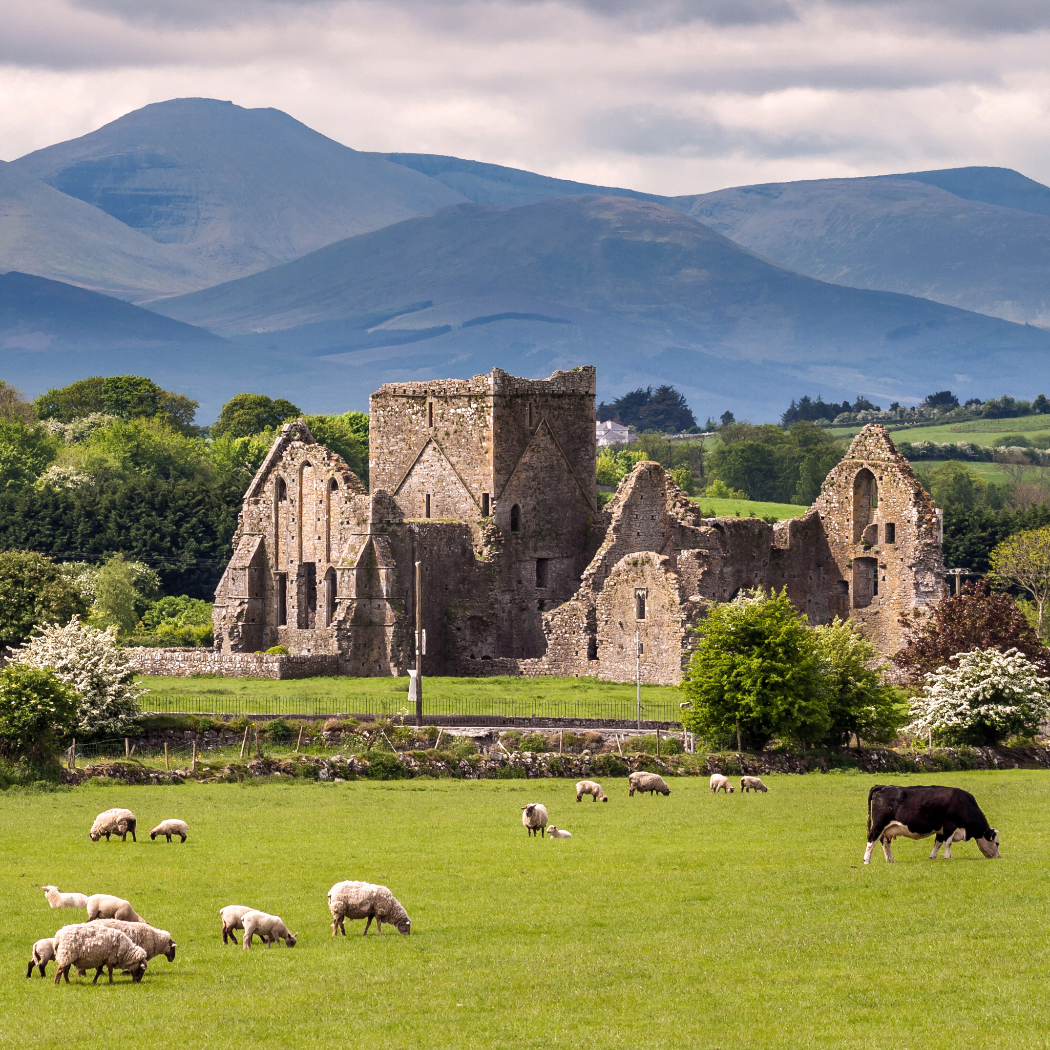 Irish_Dinner_St._Patricks_Day.