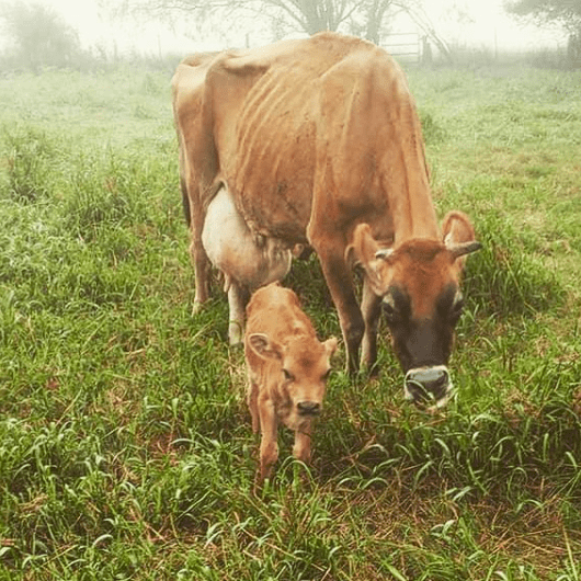 Knolle_Dairy_Farm.png