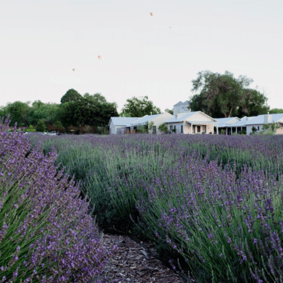 Los Poblanos Lavender