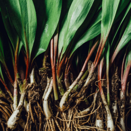 Onion_Ramps_Leaks.png