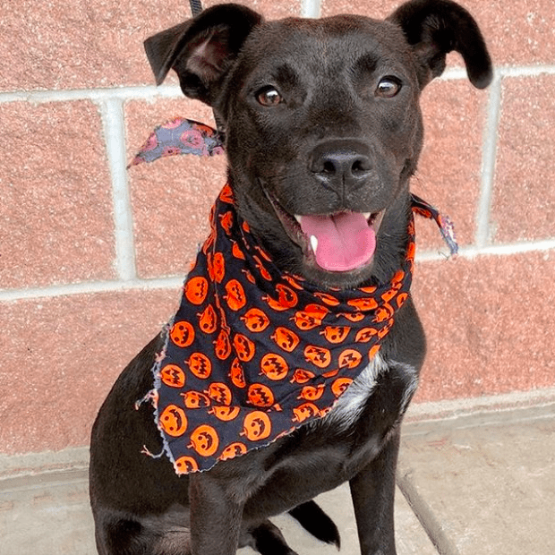 San Antonio Pets Alive! Pet Costume Contest