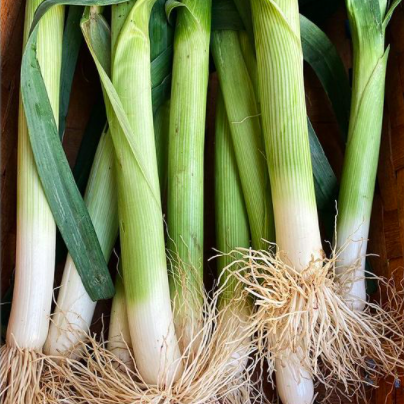 Scallions_-_vegetables.png