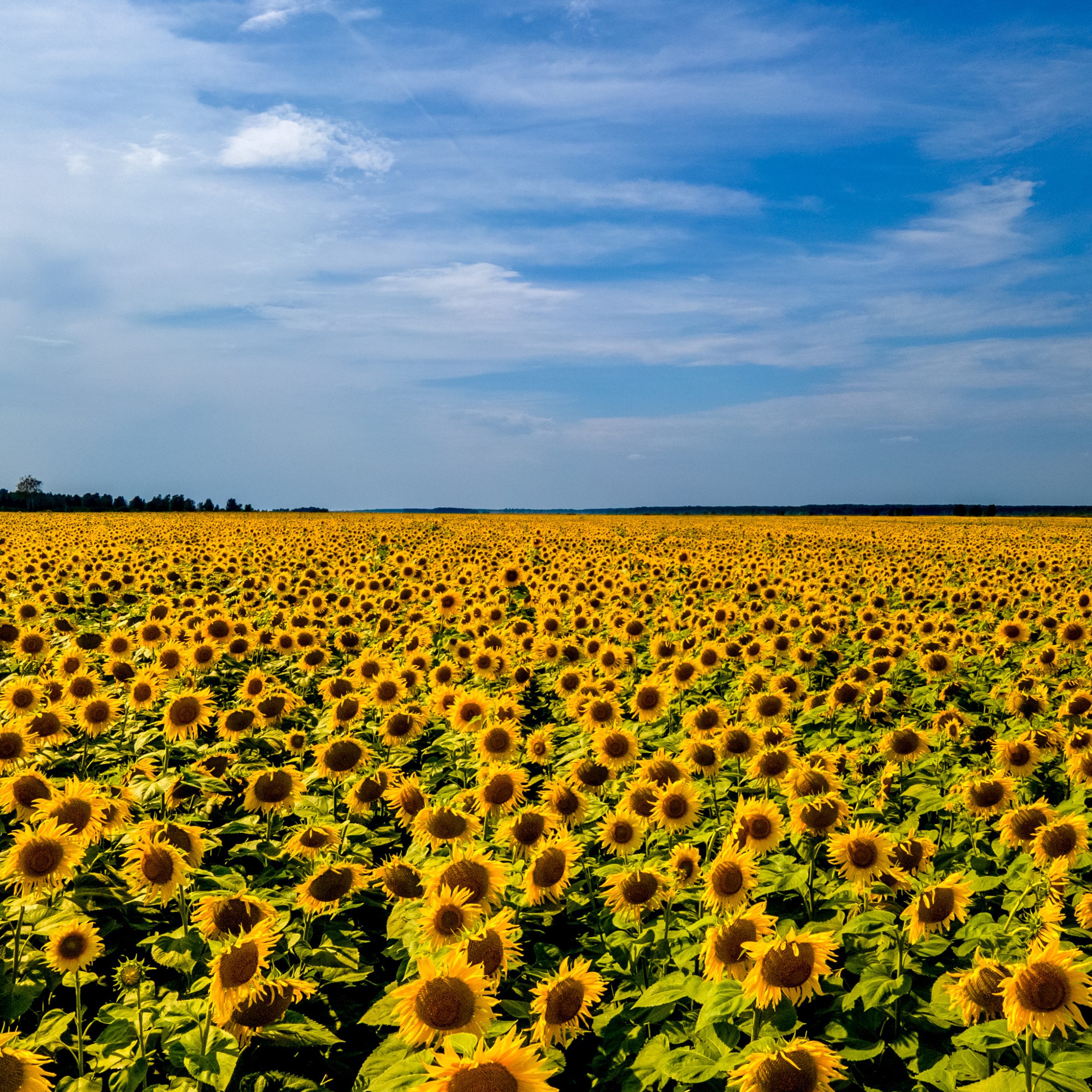 Ukrainian_Sunflowers_Blue__Yellow_Website