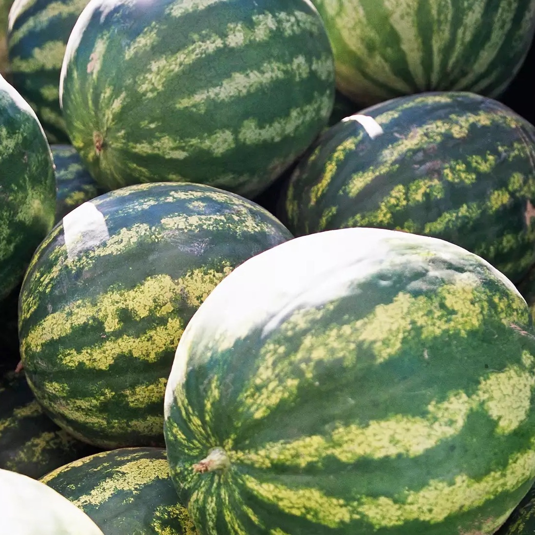 Watermelon_Melons.jpg